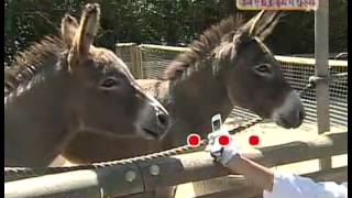 스펀지 - Sponge 20060916 #006