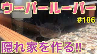 ウーパールーパー 106 ウパの隠れ家を作りたい Axolotl Breeding Video Youtube
