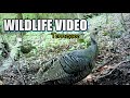 Wildlife Video 22-16 of Trail Cameras in the Foothills of the Great Smoky Mountains