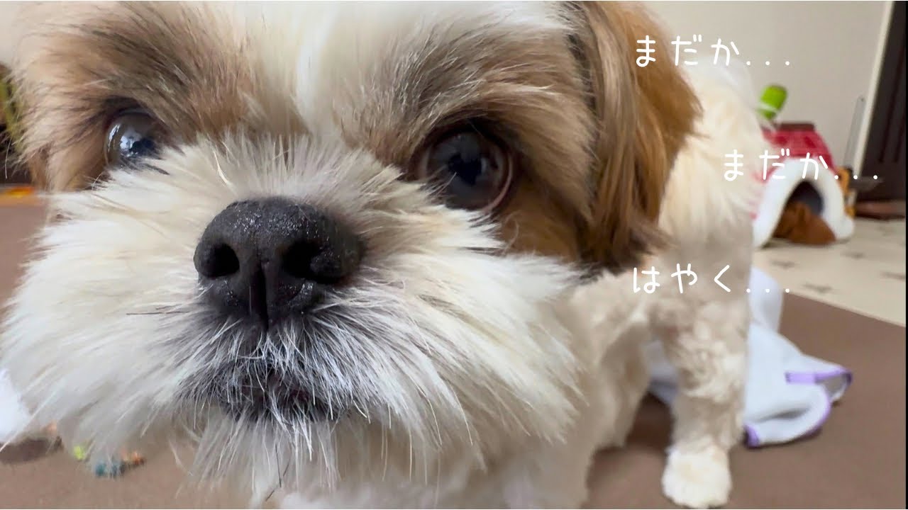 【シーズー】待ちに待ったおもちゃ達の帰還に大歓喜でママの声も聞こえませんw w w【犬Vlog】