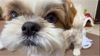 【シーズー】待ちに待ったおもちゃ達の帰還に大歓喜でママの声も聞こえませんw w w【犬Vlog】