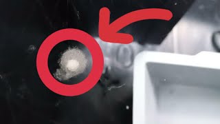 بيوض العناكب