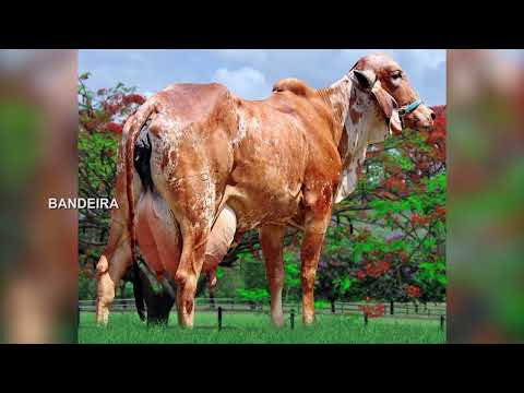 LOTE 16   BANDEIRA TN1 TOL