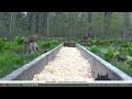 LIVE Deer &amp; Wildlife Cam | 24/7 Forest Feeder Trough | Fernwood Hills Ontario