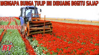 WHY TULIP FLOWER IS REASONED ONCE | AGRICULTURE AND HARVESTING OF TULIP FLOWER IN THE NETHERLANDS