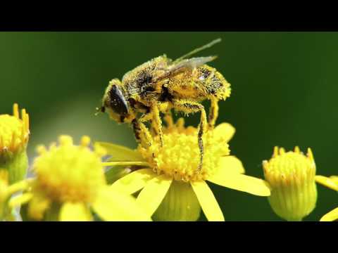 Video: Vad är Pollen För?