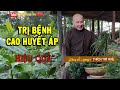 ĐIỀU TRỊ CAO HUYẾT ÁP tại nhà HIỆU QUẢ nhờ bài thuốc đơn giản. Thầy Thích Trí Huệ