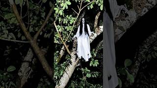 The Ghost In The Banyan Tree A True Urban Legend From The East