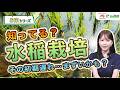 【水稲初期生育の落とし穴】その遅れ、もう取り戻せないかも！？だからBSは使うべき！！