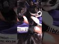 抱っこの黒猫達🐈‍⬛black cat😊tuxedo cat【猫動画】