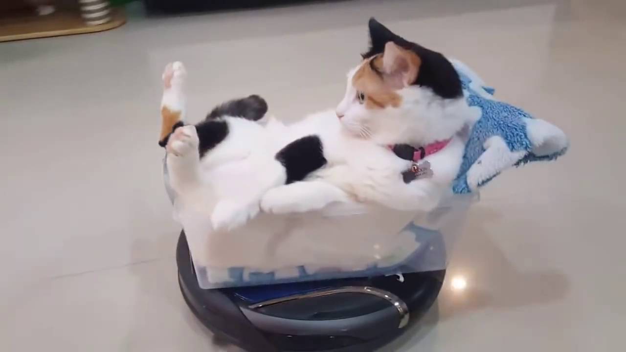 Gato da un paseo sobre una aspiradora Roomba Videos Virales 1 YouTube