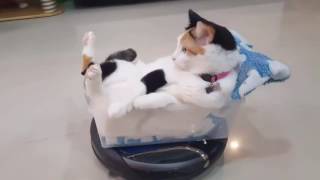 Gato da un paseo sobre una aspiradora Roomba Videos Virales 1 - YouTube