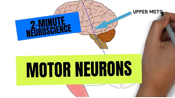 Che cosa sono i neuroni motori?