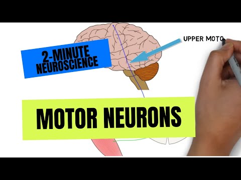 2 دقیقه ای عصب شناسی: نورون های حرکتی