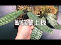 蝴蝶蘭如何上板？ | 蝴蝶蘭上板 | 蘭花照顧 | 蘭花上板