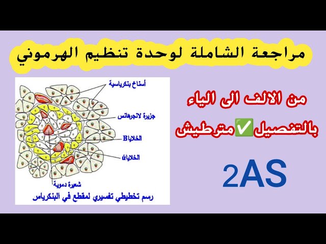 ثانية ثانوي: مراجعة شاملة لوحدة "تنظيم الهرموني"😍من الألف إلى الياء✅مصطلحات علمية+رسوم و مخططات👌