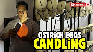 Ostrich Eggs Candling | Ostrich Eggs Hatching Start | Pakistan Ostrich Farm