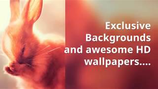 Cute Animal HD Wallpaper Apps"Cute Animal HD Wallpapers|Free Background" screenshot 2