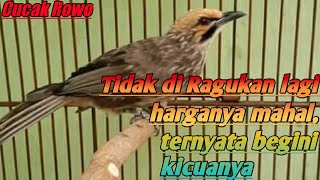 Cucak Rowo Gacor - Burung kicau termahal di Indonesia