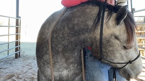 The proper way to halter and unhalter a horse