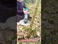 How This Simple Guard Makes Cutting Bamboo 10x Safer
