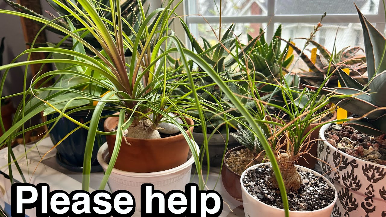 Спасение забытой пальмы «пони-тэйл». Советы по пересадке и уходу.