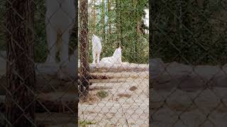 Hudson Bay-Wolf Geheule #shorts #lovethenature #lovenature Content