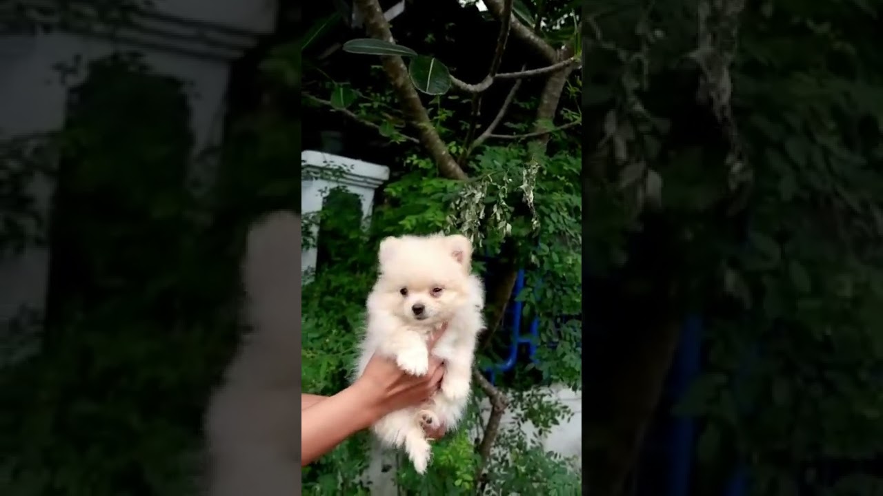 minipom male, cream colour, non stb 