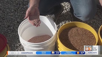 From the Farm: Soybean biologicals