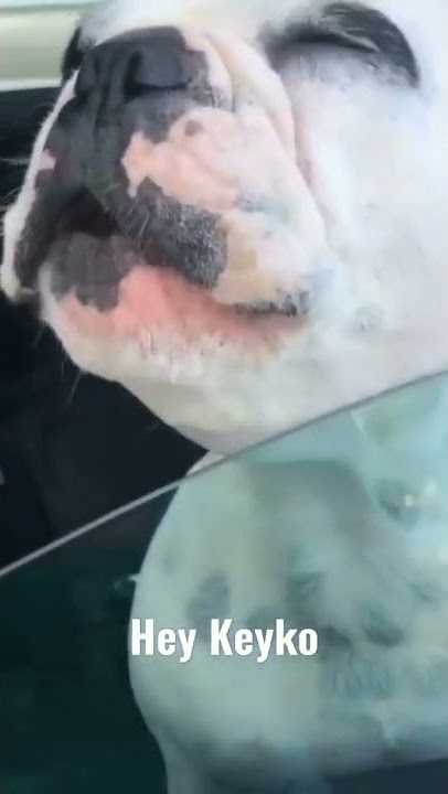 Viral Anjing Bernyanyi #bernyanyi #nyanyi #ngakak #lucu #anjing #cute #funny #dog #sing #song #viral