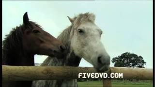 Five Dvd - Farm