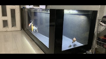 Hồ Cá Nhựa Composite 2 Mặt Kính Suốt Màu Đen Size 1920x690x690 - Chia Ngăn Đi Ống Sẵn, Kết Hợp Đèn