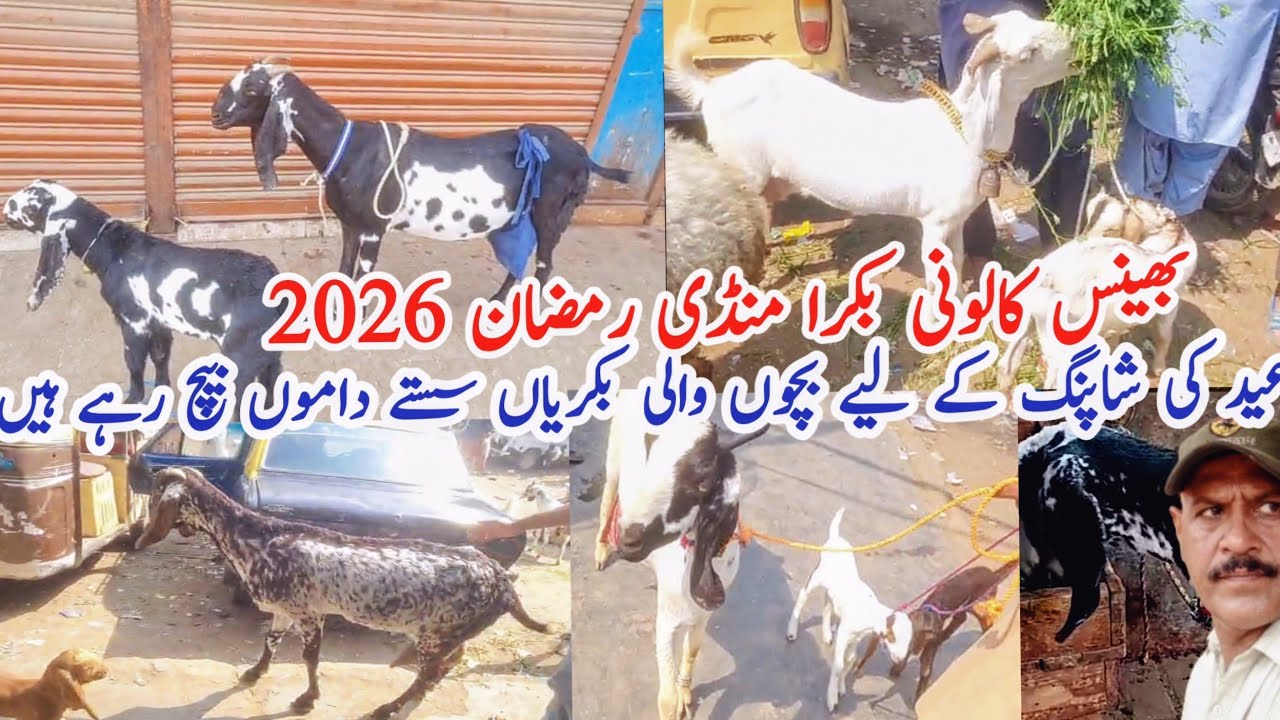 Bhains Colony Bakra Mandi Karachi | Goat  Prices 2026  