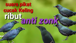 suara pikat cucak Keling ribut anti zonk