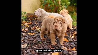 Escape the Ordinary: Exploring the Fascination of Shar Pei Puppies