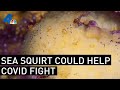 Sea Squirt Could Help Aid COVID-19 Fight | NBCLA
