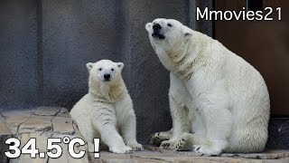 Very hot day, Polar Bears今年一番の暑さ！ホッキョクグマ親子