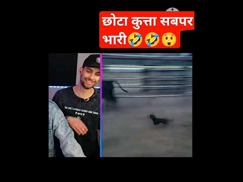 #viral dog #shorts #trending