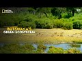Botswana's Green Ecosystem | Africa's Deadliest | Full Episode | S07-E01 | हिंदी | #NatGeoIndia
