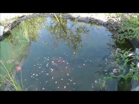 Video: Wie Sich Goldfische Vermehren