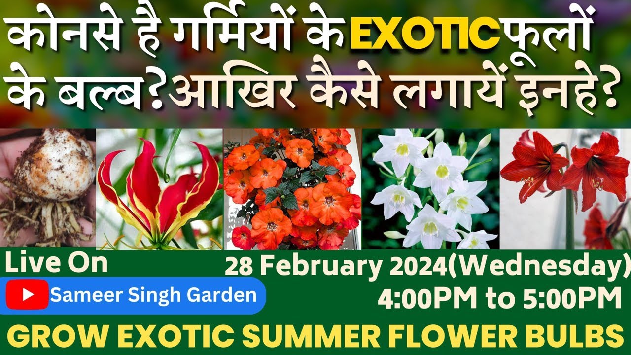 कोनसे है गर्मियों के Exotic फूलों के बल्ब || आखिर कैसे लगायें इनहे || Exotic Summer Flower Bulbs