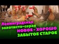 Ленинградская золотисто-серая // Мясояичные куры // Красота и продуктивность в одном наборе