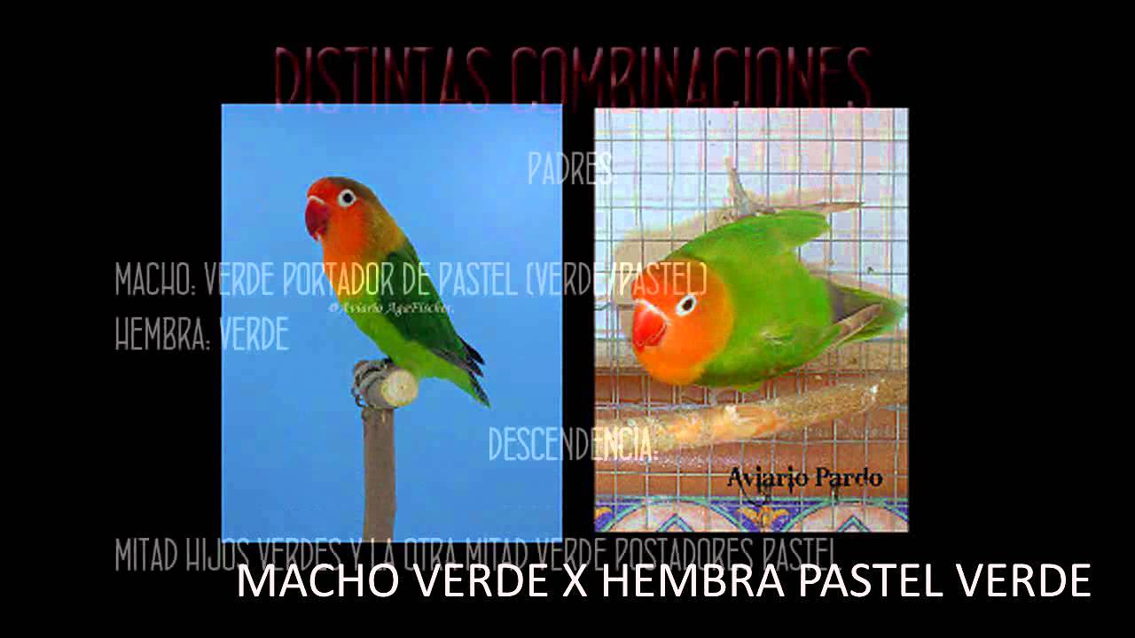 Agapornis - La Genetica