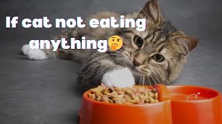 If cat not eating food ? || What should I do if my cat is not eating and drinking any thing?