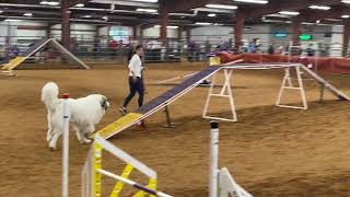 Great Pyrenees AKC Agility Dec. '21