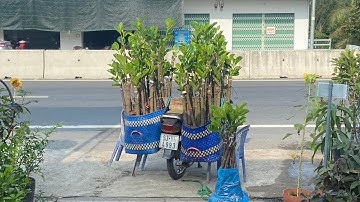 Giao cây giống Mít Ruột Đỏ Xơ Vàng về Cao Lãnh, Đồng Tháp