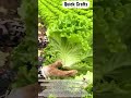 The Art of the Perfect Harvest: Lollo Bionda Lettuce 🥬✨ #shorts