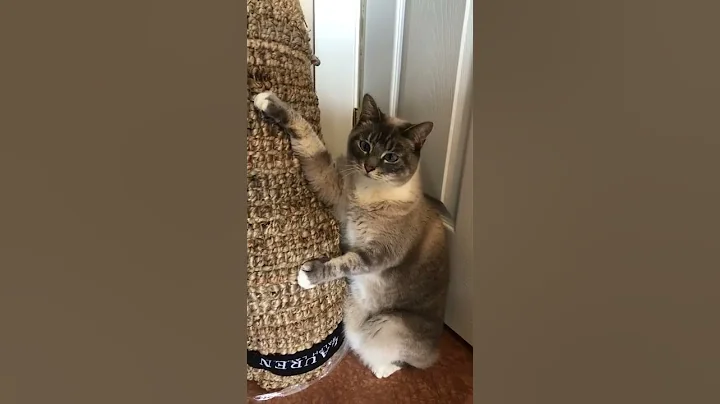 Watch the video about Sweet Tish is Stuck Again #Siamese