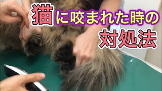 【猫に咬まれた時の対処法】獣医師・動物看護師の現実。閲覧注意です。