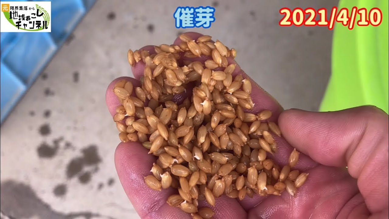 青い大型タンク 種もみ 浸種 【2021年米作り】種籾の浸種→催芽→芽